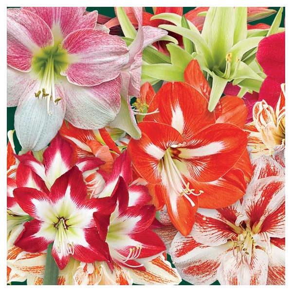 Thirty Wonders Of The Amaryllis World 3 Thirty Wonders Of The Amaryllis World