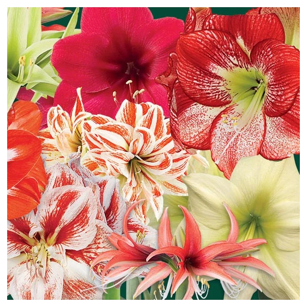 Thirty Wonders Of The Amaryllis World 4 Thirty Wonders Of The Amaryllis World - Image 2