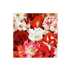 Thirty Wonders Of The Amaryllis World 7 Thirty Wonders Of The Amaryllis World -Garden Bloomy Shop x600 23982