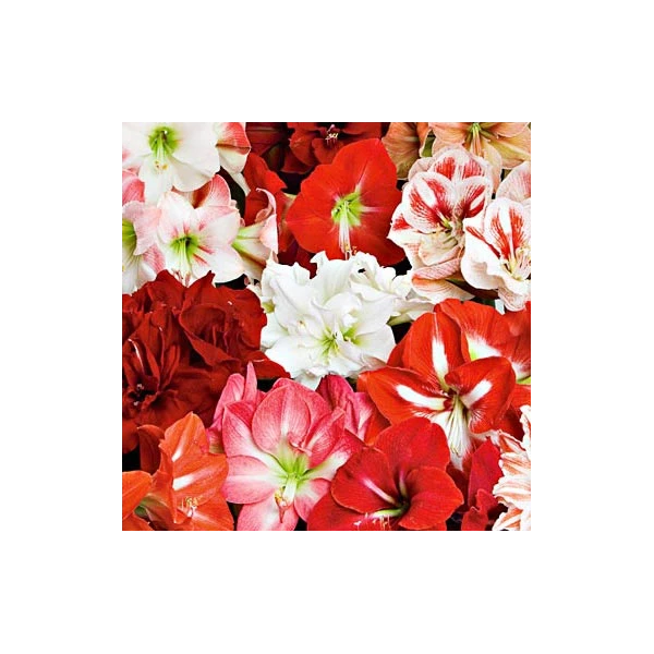 Thirty Wonders Of The Amaryllis World 5 Thirty Wonders Of The Amaryllis World - Image 3