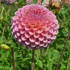 Dahlia 'Jowey Winnie' 7 Dahlia 'Jowey Winnie' -Garden Bloomy Shop x600 24092