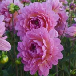 Dahlia 'Tropical' -Garden Bloomy Shop x600 24098