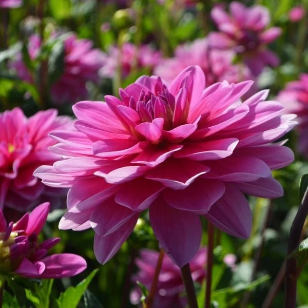 Dahlia 'Onesta' 4 Dahlia 'Onesta' - Image 2