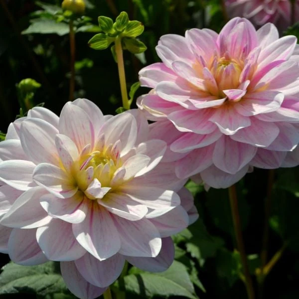 Dahlia 'Bonesta' 4 Dahlia 'Bonesta' - Image 2
