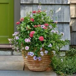 Cretan Pot Suzan -Garden Bloomy Shop x600 24140