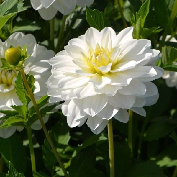 Dahlia 'White Onesta' 4 Dahlia 'White Onesta' - Image 2