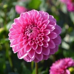 Dahlia 'Pink Sylvia' -Garden Bloomy Shop x600 24154