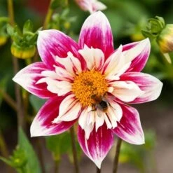 Dahlia 'Fashion Monger' 7 Dahlia 'Fashion Monger' -Garden Bloomy Shop x600 24156