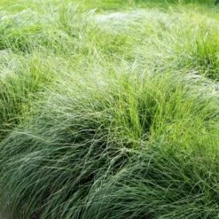 Ornamental Grass: Sporobolus Heterolepis -Garden Bloomy Shop x600 24220