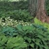 Emerald Isle Hosta Collection 2 Emerald Isle Hosta Collection -Garden Bloomy Shop x600 24291 1