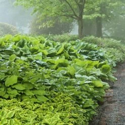 Emerald Isle Hosta Collection -Garden Bloomy Shop x600 24292