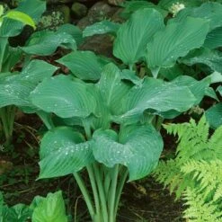 Emerald Isle Hosta Collection -Garden Bloomy Shop x600 24295