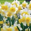 Narcissus 'Golden Echo' -Garden Bloomy Shop x600 24370
