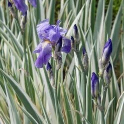 Iris Pallida 'Argentea Variegata' -Garden Bloomy Shop x600 24473
