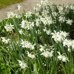 Narcissus 'Thalia' -Garden Bloomy Shop x600 24507