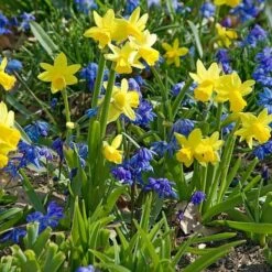 Narcissus 'Tête-à-Tête' -Garden Bloomy Shop x600 24508