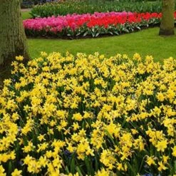 Narcissus 'Tête-à-Tête' -Garden Bloomy Shop x600 24511