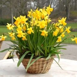 Narcissus 'Tête-à-Tête' -Garden Bloomy Shop x600 24514