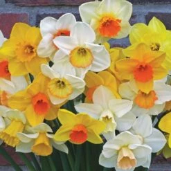Weatherproof Large-Cupped Daffodil Mix -Garden Bloomy Shop x600 24519