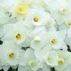 White Trumpet Solo Daffodil Mix -Garden Bloomy Shop x600 24571