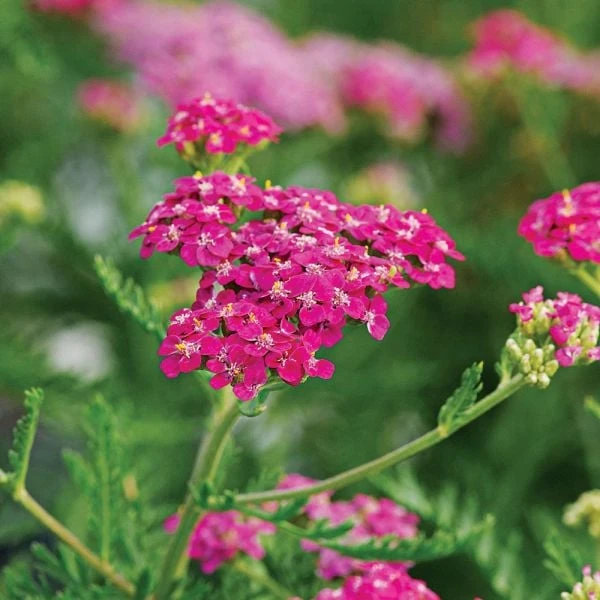 Achillea Millefolium Song Siren™ 'Layla' 3 Achillea Millefolium Song Siren™ 'Layla'