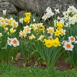 Collaboration For Part Shade For The North - Daffodils & Hosta -Garden Bloomy Shop x600 24690