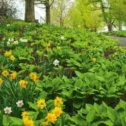 Collaboration For Part Shade For The North - Daffodils & Hosta -Garden Bloomy Shop x600 24691