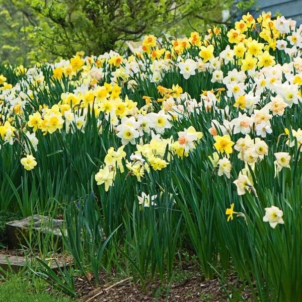 Large-Cupped Daffodil Naturalizing Mix 4 Large-Cupped Daffodil Naturalizing Mix - Image 2