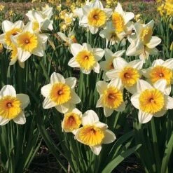 Large-Cupped Daffodil Naturalizing Mix 13 Large-Cupped Daffodil Naturalizing Mix -Garden Bloomy Shop x600 24699