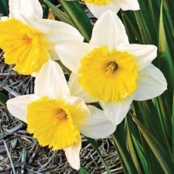 Large-Cupped Daffodil Naturalizing Mix 14 Large-Cupped Daffodil Naturalizing Mix -Garden Bloomy Shop x600 24701