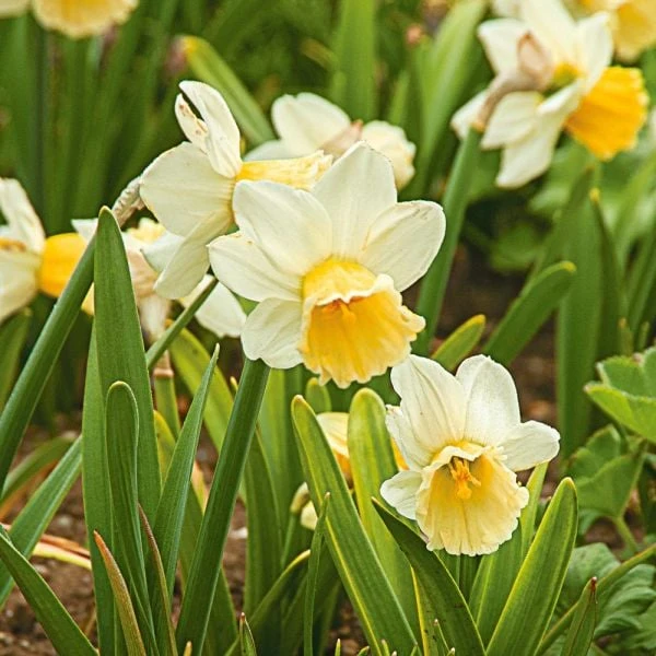 Large-Cupped Daffodil Naturalizing Mix 7 Large-Cupped Daffodil Naturalizing Mix - Image 5