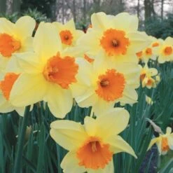 Large-Cupped Daffodil Naturalizing Mix 16 Large-Cupped Daffodil Naturalizing Mix -Garden Bloomy Shop x600 24703