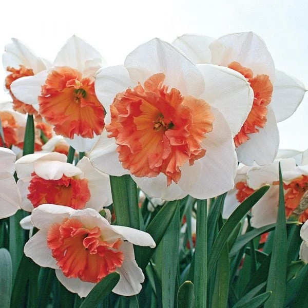 Large-Cupped Daffodil Naturalizing Mix 9 Large-Cupped Daffodil Naturalizing Mix - Image 7