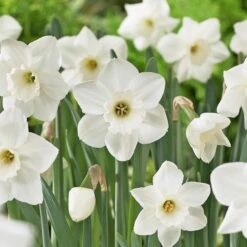 Large-Cupped Daffodil Naturalizing Mix 18 Large-Cupped Daffodil Naturalizing Mix -Garden Bloomy Shop x600 24705