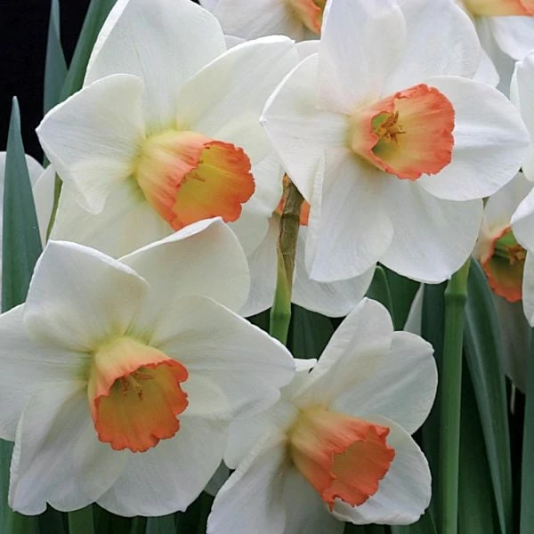 Large-Cupped Daffodil Naturalizing Mix 3 Large-Cupped Daffodil Naturalizing Mix