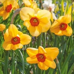 Small-Cupped Narcissus Mix