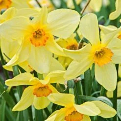 Small-Cupped Narcissus Mix -Garden Bloomy Shop x600 24744