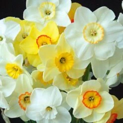 Small-Cupped Narcissus Mix -Garden Bloomy Shop x600 24746