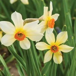 Small-Cupped Narcissus Mix -Garden Bloomy Shop x600 24747