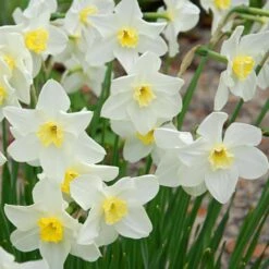 Small-Cupped Narcissus Mix -Garden Bloomy Shop x600 24748