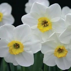 Small-Cupped Narcissus Mix -Garden Bloomy Shop x600 24750