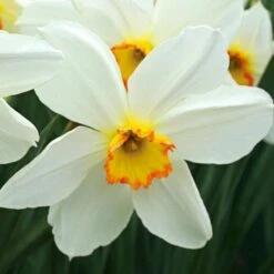 Small-Cupped Narcissus Mix -Garden Bloomy Shop x600 24751