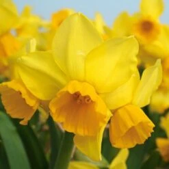 Scent Of Spring Daffodil Mix -Garden Bloomy Shop x600 24769