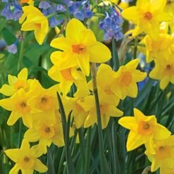 Scent Of Spring Daffodil Mix -Garden Bloomy Shop x600 24773