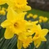Narcissus The Classics Mix 2 Narcissus The Classics Mix -Garden Bloomy Shop x600 24776
