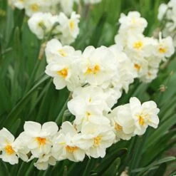 Narcissus The Classics Mix -Garden Bloomy Shop x600 24778