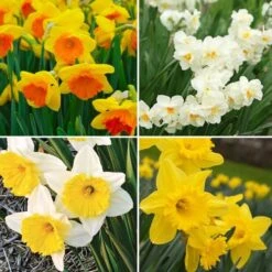 Narcissus The Classics Mix -Garden Bloomy Shop x600 24780