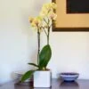 Yellow Moth Orchid In Square White Cachepot -Garden Bloomy Shop x600 24794