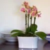 Yellow Mini Moth Orchids In 5½" White Ceramic Cachepot -Garden Bloomy Shop x600 24813