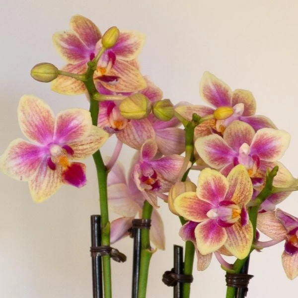 Yellow Mini Moth Orchids In 5½" White Ceramic Cachepot 4 Yellow Mini Moth Orchids In 5½" White Ceramic Cachepot - Image 2